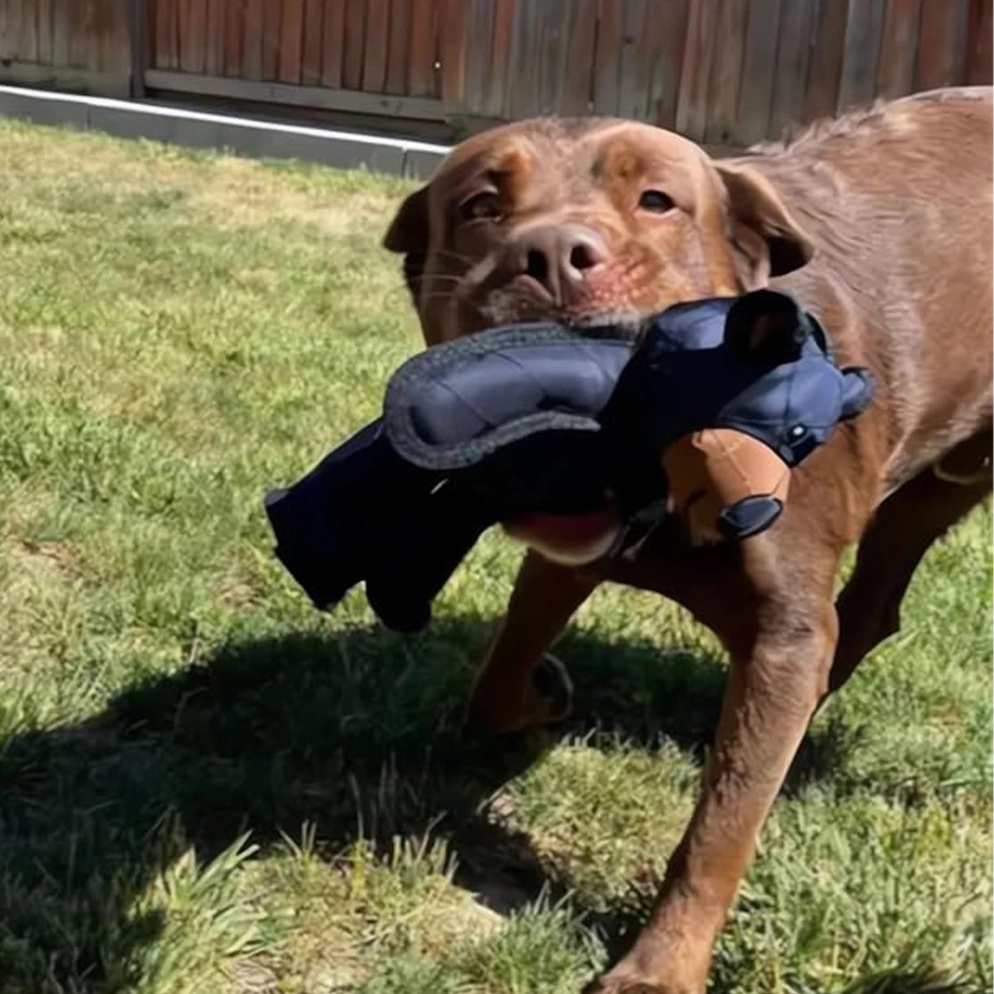 Squeaky Plush Bear Dog Toy Chew Squeaker